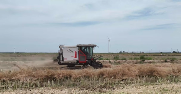 XR720 履带式谷物结合收割机助力盐城农场收割